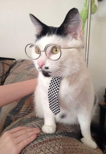 Business cat