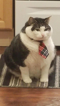 Business cat here new diet since  week and still fat what to do pls
