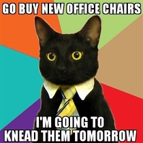 Business cat needs new office furniture