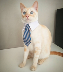 Business Cats brother-in-law who also works at the firm