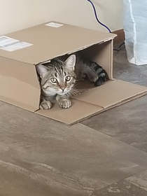 But Father If I Can Fits Then I Must Sits