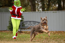 Butch met the grinch today he wasnt happy