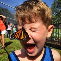 Butterflies silent terror of the garden