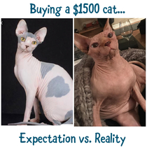 Buying a designer cat