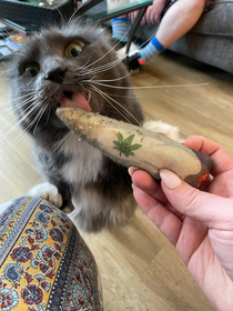 Cabbage getting her doobie on  catnip