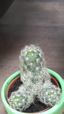 cactus 