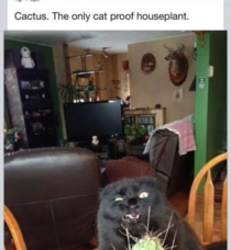 Cactus The only cat proof houseplant