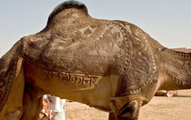 Camel Haircut in Rajasthan India