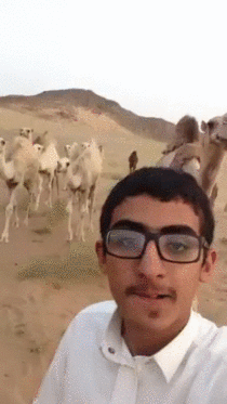 Camel says no to selfies