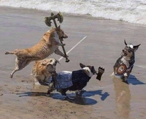 Can adding medieval weapons to dogs be a thing