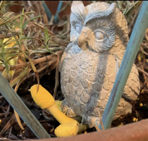 Can someone please ID this fungus in my rosemary plant Theres no way Im googling yellow penis fungus