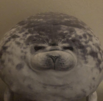 Can we get a seal award for my seal