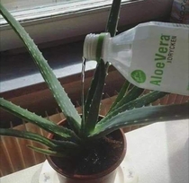 Cannibalism 