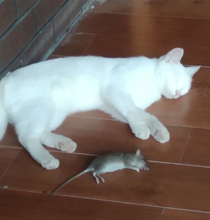 Cant tell if the cat hunted this mouse or if theyre best buddies