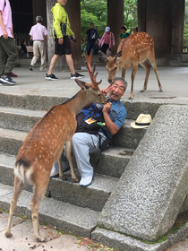Captured a pic today of this man trying in vain to yield to a deer in Nara Japan