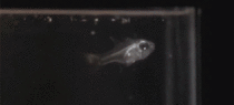 Cardinal fish spitting out an ostracod