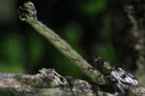 Carnivorous caterpillar snatches fly