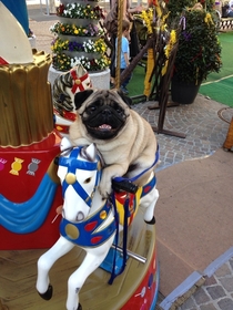 Caroussel Pug