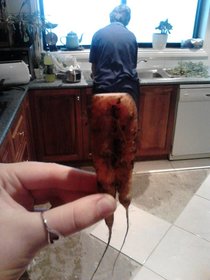 Carrot pants