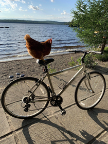 Casual Cyclist Hen