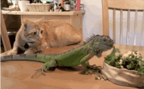 Cat admires iguana eating lunch