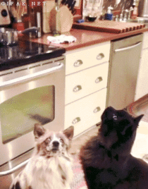 Cat and Dog Perform a Popcorn Trick