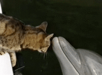 Cat and dolphin