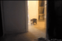 Cat attacks mirror