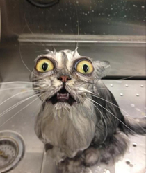 Cat bath