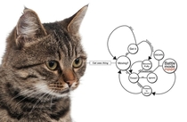 Cat behavior