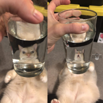 Cat behind a glass of water