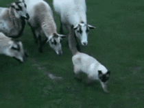 Cat being the leader of goats