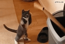 Cat boxing training