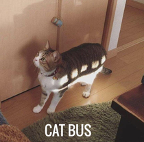 Cat Bus