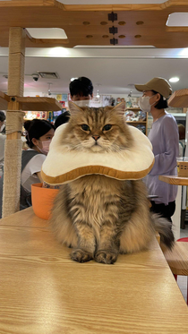 Cat cafe cat