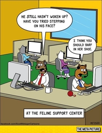 Cat Call Centre