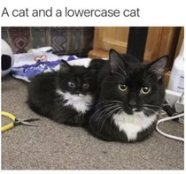 cat Cat