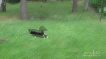 Cat chasing squirrel