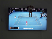 Cat checking the net tension between points in a tennis match