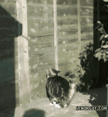 Cat Climb in Slow-Motion