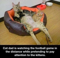Cat Dad Watching Football