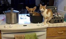 Cat dinner will be ready in just a minute