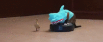 Cat Dressed like shark Riding Roomba Chasing baby duck