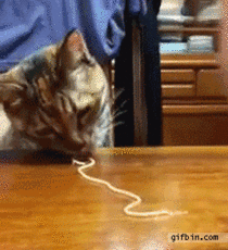 Cat Eats Pasta