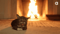 Cat Enjoying A Fireplace