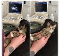Cat finds out shes pregnant
