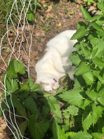 Cat Finds The Catnip In The Garden
