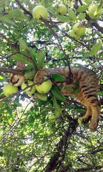 cat fruits