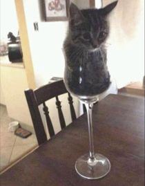 Cat in glass