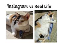 Cat Instagram vs Real Life OC